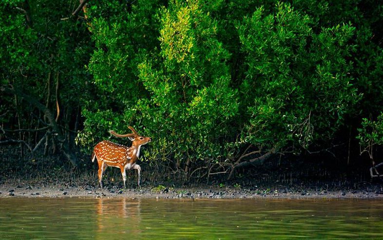 Sundarban